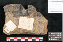 Foto (Objekt + Etikett) von Taeniopteris lomariopsis Ettingshausen (NHMW-GEO-2024-0188-10321)